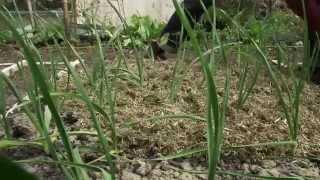 How to grow garlic weeding and mulching