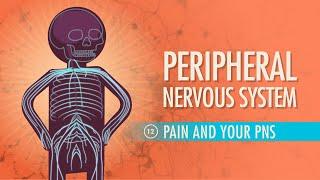 Peripheral Nervous System: Crash Course Anatomy & Physiology #12