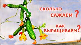 Почему ОГУРЦЫ НЕ БОЛЕЮТ до поздней осени?