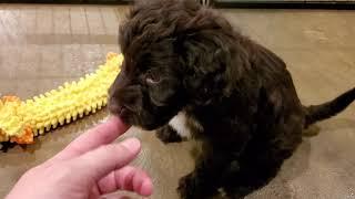 Chocolate Brown Male Portuguese Water Dog Puppies