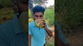 Fress coconut   | Village Life #muralizvlogs #shortvideos #tamilmakkal