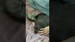 행복한 엘리의 토실토실한 엉덩이 