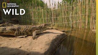 Wild Crocodiles in Cambodia | Wild Monsoon