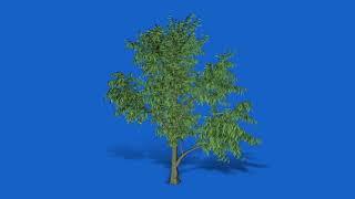 tree green screen video