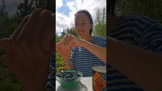 Идеальная ягода для ленивого садовода - жимолость! суперфуд #зож #натуропатия #садогороддача