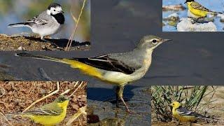 11 minutes documentary about 5 wagtails of Cyprus by George Konstantinou