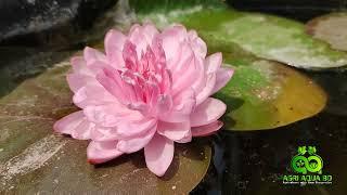 Nymphaea "Maninut"। A Pink Peony Bloom in your Water Garden!!