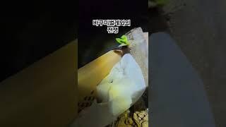 무화과나무를 죽이는 바구미 #무화과 #새싹 #나무 #벌레 #화분 #분갈이 #묘목 #산지직송 #야간 #방법 #무화과나무 #열매 #새순 #무농약