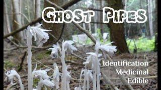 Ghost Pipes: Identification, Edibility and Health Benefits