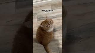 You asked. Robbie delivered. #catlife #talkingcat #catmeow #meowing #catmomlife #catlover