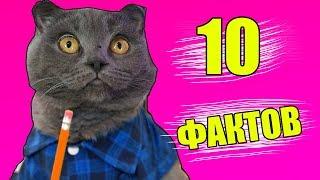 10 ФАКТОВ О КОШЕЧКЕ БАТТЕРС