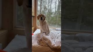 Weekend Getaway, Two Paws Up