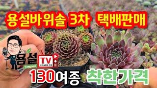 용설바위솔 3차판매 착한가격 으로 다양한컨셉으로 정원을 아름답게 꾸미세요.