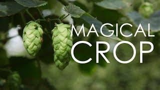 Magical Crop | Arendt's Hop Haven & New Glarus Brewing