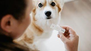 Bellylabs Pregnancy Test For Dogs