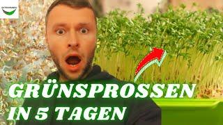 Grünsprossen schnell & einfach anbauen: Das "Microgreen Anzucht Set von Sperli" im TEST ‍