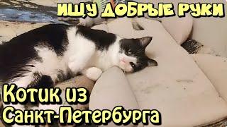 Ищу Добрые руки. Котик из Санкт-Петербурга.