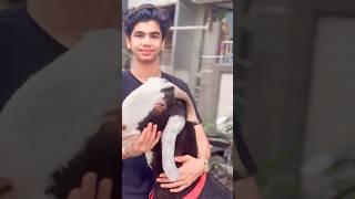 Mammoo’s first Goat for 2024