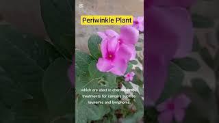 Periwinkle Plant