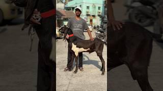 Beetal Bakra Lo Abhi | #deonarbakramandi #bakramand #bakraeid2024 #vlog #shortvideo #goat #kalyan