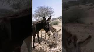 حمار قصير