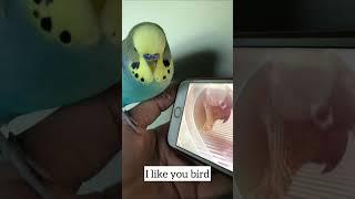 @ElleAndTheBirds Raisin’s favourite YouTube channel (if  you don’t count his own)