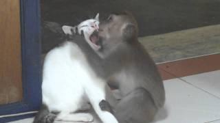 Monkey kissing a cat - WATCH IT, you might learn a thing or two ;o)