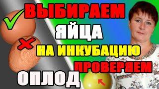 Как отобрать яйца для инкубации. Как определить оплод яйца.