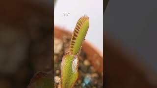 Insect | Venus Fly Trap | Dionaea Muscipula | #insectkiller #flytrap #shortsfeed #shorts