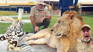 World's Largest Cat's