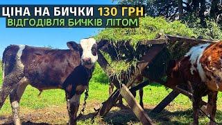 ВІДГОДІВЛЯ БИЧКІВ ЛІТОМ!  250 кг. вага голштинів в рік часу. Дуже мало! Чи є користь від вітамінів.