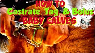 How to CASTRATE, TAG, & BOLUS medication for Newborn Calves 