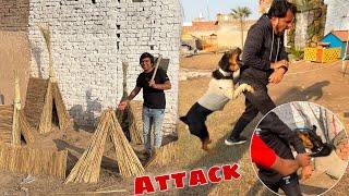 Rottweiler Ny Mamu Pr Attack Kr Dea  Chick House Ready 