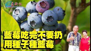 藍莓吃完不要扔，用種子種藍莓！如何高產？