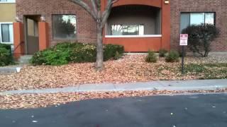 10/20/2014 - The Leaves All Fell!