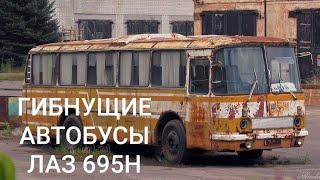 ГИБНУЩИЕ ПОД ОТКРЫТЫМ НЕБОМ АВТОБУСЫ ЛАЗ 695Н