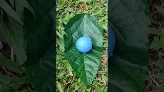 blue egg 38 #egg #eggs