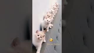 Meow meow song  #meow #cat