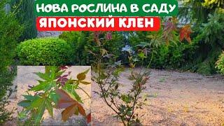 ЯПОНСЬКИЙ КЛЕН пальмолистий Атропурпуреум. Друга спроба виростити в саду.