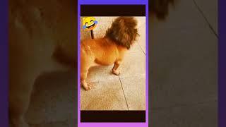 OMG LIOOOOON!!!!!Funny video