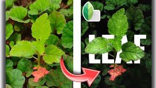 Text on leaf in Snapseed | Snapseed mobile editing | priyanshu Chaudhari editing