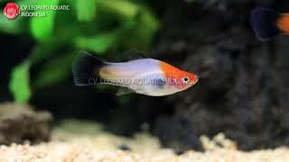 Kohaku Albino Black Swordtail (Leopard Aquatic E028A)