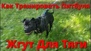 Как тренировать питбуля??? Борцовский жгут для тяги
