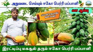 Yielding Stage ECO Berry Papayaஅறுவடை செய்யும் ஈகோ பெர்ரி பப்பாளிபப்பாளி சாகுபடி #papayanursery