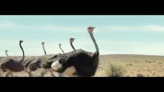 Samsung - Ostrich | Hand-picked by Good Ads Matter