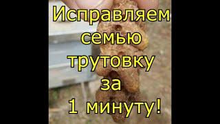 Исправляем семью трутовку за 1 минуту!