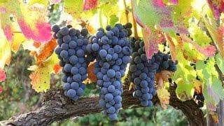 I GRANDI VINI DELL'IRPINIA (Avellino-Irpinia-Italy) -The Great Italian Wines - GRANDI VINI ITALIANI