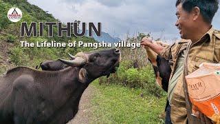 MITHUN: The Lifeline of Pangsha village