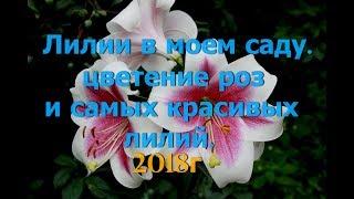 Сажайте трубчатые лилии. Обзор .Мои красивые ,ароматные лилии и розы 2018г .