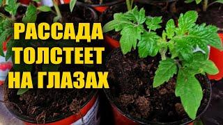 РАССАДА ТОЛСТЕЕТ НА ГЛАЗАХ! ЛУЧШАЯ ПОДКОРМКА РАССАДЫ ТОМАТОВ, ОГУРЦА, ПЕРЦА!